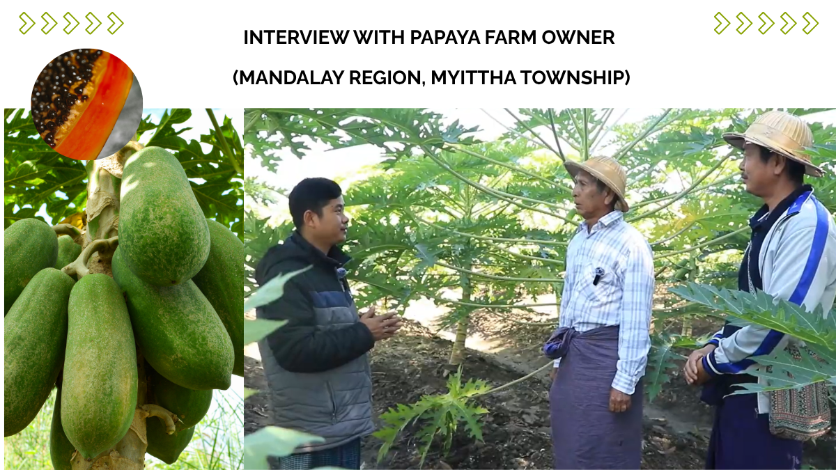 Interview with Papaya Farm Owner (Mandalay Region, Myittha Township)
